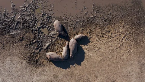 Straight down aerial view of five hippopotamus lying on a riverbank with Stock Footage 112865684