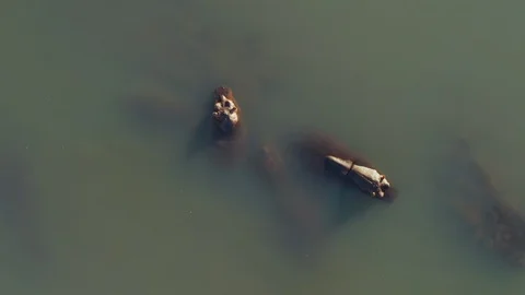 Straight down aerial view of four hippopotamus wallowing in a river, Zimbabwe Stock Footage 112864989