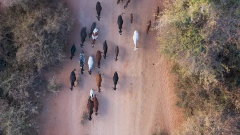 Straight down aerial view of free roaming cattle walking down a road in the Stock Footage 112879310