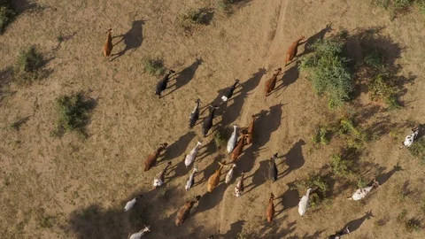 Straight down aerial view of free roaming cattle walking in the rural Mahenye Stock Footage 112879665
