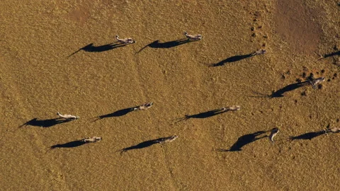 Straight down aerial view of Gemsbok Oryx casting a shadow in the Namib Desert Stock Footage 155373978