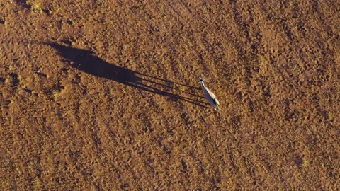 Straight down aerial view of Gemsbok Oryx walking casting a shadow Namib desert Stock Footage 155375973
