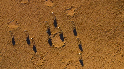 Straight down aerial view of Gemsbok Oryx walking casting a shadow Namib desert Stock Footage 155376171