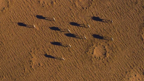 Straight down aerial view of Gemsbok Oryx walking casting a shadow Namib desert Stock Footage 155376639