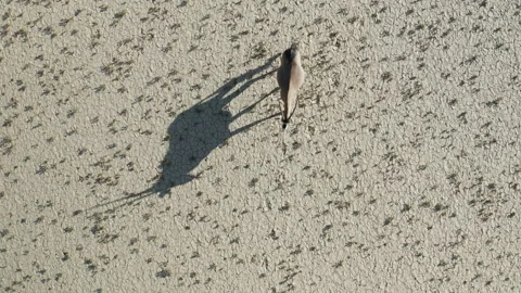 Straight down aerial view of a Gemsbok Oryx walking on the dry cracked mud Stock Footage 155707408