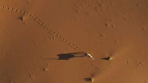 Straight down aerial view of a Gemsbok Oryx walking on the red sand dunes Stock Footage 155708992