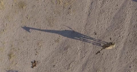 Straight down aerial view of a giraffe casting a shadow Video stock 316627378