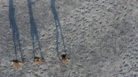 Straight down aerial view of a group of Bushman walking over the vast expanse of Stock Footage 106669746