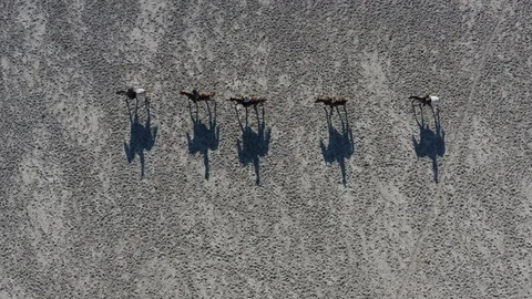 Straight down aerial view of a group of horse riders casting a shadow as they Stock Footage 107276759