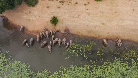 Straight down aerial view of a large breeding herd of elephants with young Stock Footage 112621523