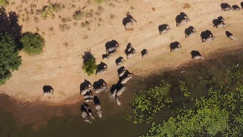 Straight down aerial view of a large breeding herd of elephants with young Stock Footage 112621669