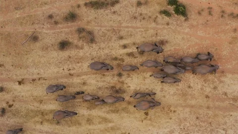 Straight down aerial view of a large breeding herd of elephants with young Stock Footage 112624500