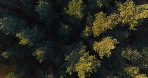 A straight down aerial view of a mixed hardwoods on an autumn sunset. Video stock 88179638