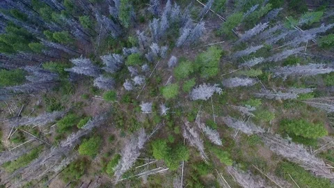 Straight down aerial view of pine forest mountain Stock Footage 80358129