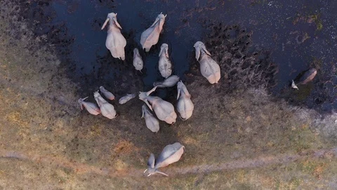 Straight down aerial view of a small breeding herd of elephants and young calves Stock Footage 118061079