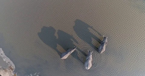 Straight down aerial view of three elephants drinking in a river in the Okavango Stock Footage 85251279