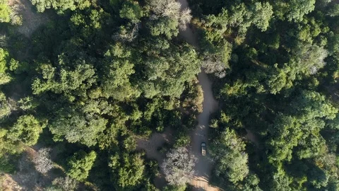 Straight down aerial view through the tree top canopy of a 4x4 safari vehicle Stock Footage 112808241