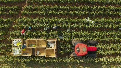 Straight down aerial view of a tractor farm workers picking sweetcorn Vídeo Stock 142061017