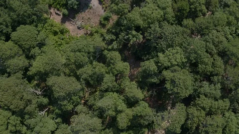 Straight down aerial view of tree tops, camera spins Stock Footage 114502411