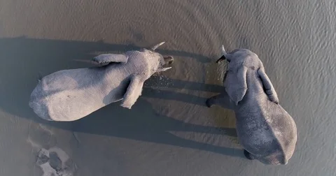 Straight down aerial view of two elephants drinking in a river in the Okavango Video stock 85251191