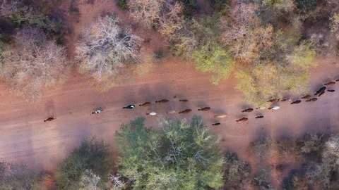 Straight down aerial zoom in view of free roaming cattle walking down a road in Stock Footage 112879381
