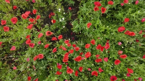 Straight down birds eye view from drone on a field with blooming poppies. Stock Footage 193046669