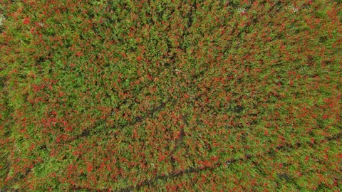 Straight down birds eye view on a field with blooming poppies. Drone shot. 스톡 동영상 224710231