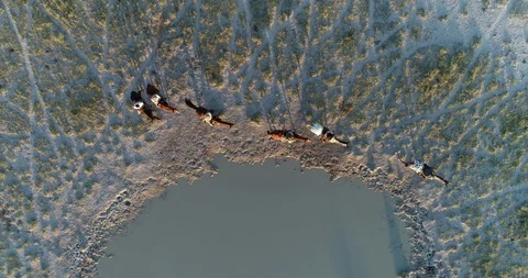 Straight down circular aerial view of a group of horse riders walking along the Stock Footage 107278235
