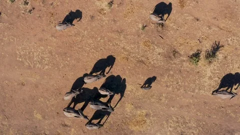 Straight down close-up aerial view of a large breeding herd of elephants with Stock Footage 112621533