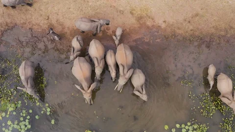 Straight down close-up aerial view of a large breeding herd of elephants with Stock Footage 112621888
