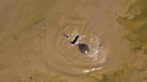 Straight down close-up aerial view of an elephant rolling around and swimming in Stock Footage 112622667
