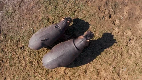 Straight down close-up aerial view of two hippopotamus standing on a riverbank, Stock Footage 112862277