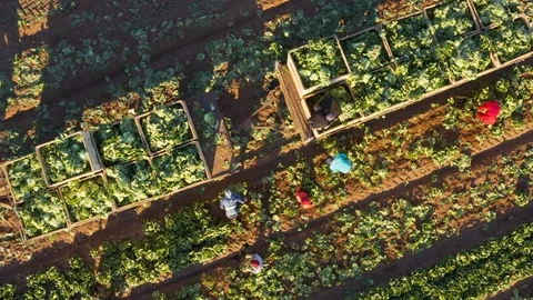 Straight down close-up aerial  view of farm workers harvesting lettuce on a Stock Footage 112946692