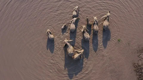 Straight down close-up aerial view of a small breeding herd of elephants and a Stock Footage 118056462