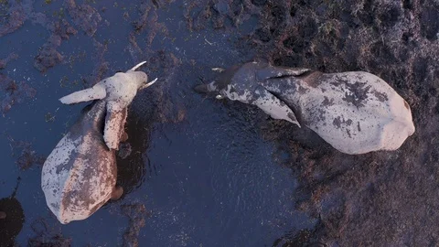 Straight down close-up aerial view of two elephants mud-bathing in a river in Stock Footage 118060252