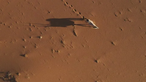 Straight down close-up aerial view of a Gemsbok Oryx walking on the red sand Video stock 155709332