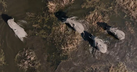 Straight down close-up zoom in aerial. Four elephants feeding long grass Video stock 248077045
