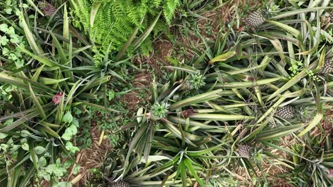 Straight Down Drone Shot of Fruiting Pineapple Plants Stock Footage 335647522