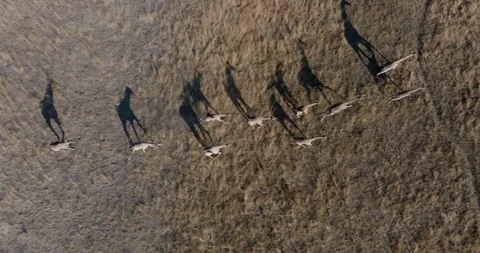 Straight down high aerial. Herd of giraffe running across the grassy plains Video stock 248123023