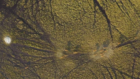 Straight down high aerial view of a herd of Lechwe in the Okavango Delta Stock Footage 118284992