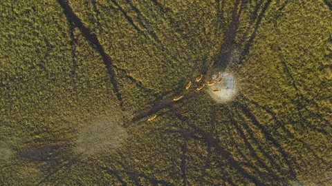 Straight down high aerial view of a herd of Lechwe in the swamps of the Okavango Stock-Footage 118285590