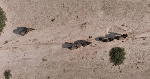 Straight down high aerial view of elephants walking in arid desert  Stock Footage 164157922
