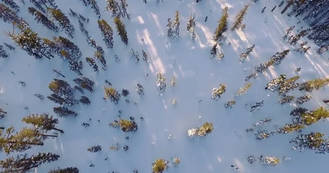 Straight down overhead shot of trees in a snow covered forest Stock Footage 71939543