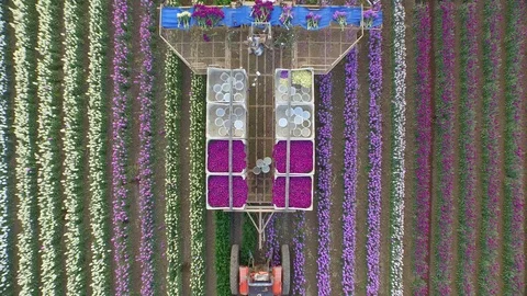 Straight down shot ascending of tractor and flower trailer in field 000923 Stock Footage 90565239