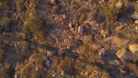 A straight down view of Saguaro cactus in the desert Stock Footage 99306273