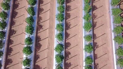 Straight down view of tomato field in early morning. Stock Footage 88892128
