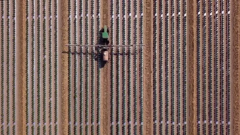 Straight down view of tractor spraying chemicals on a tomato field Stock Footage 89360879