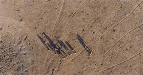 Straight down zoom in aerial. Small group of elephants with young calves  Video stock 248081659