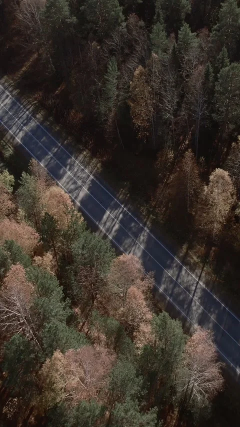 Straight empty forest road across autumn taiga near Ural Mountains, Russia Stock Footage 346558935