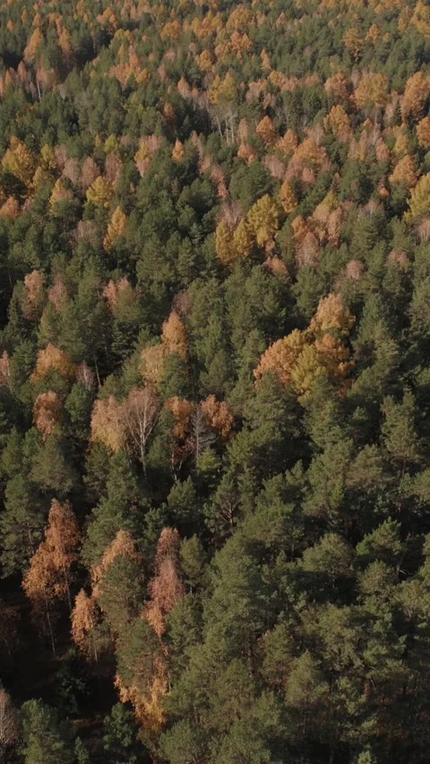 Straight empty highway cutting through colorful autumn forest in Ural Mountains Stock Footage 346558940
